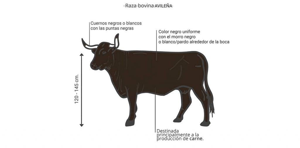 Raza Vacuno avileña