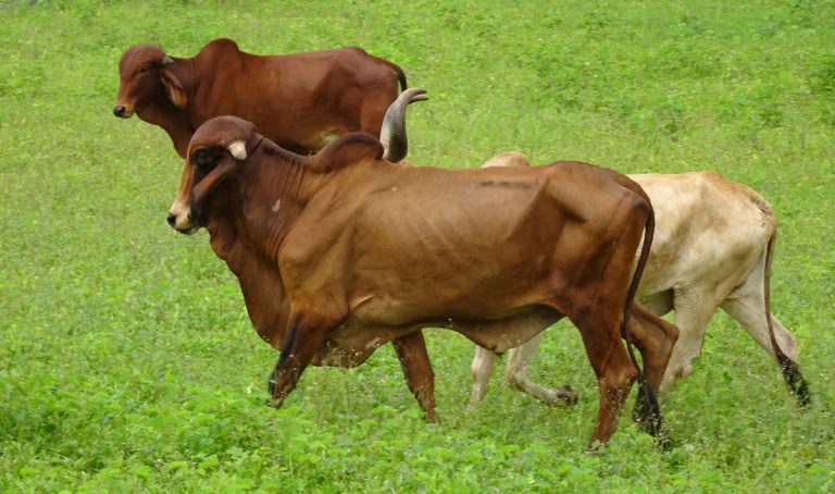 Vaca India (Bishnu Sarangi en Pixabay)