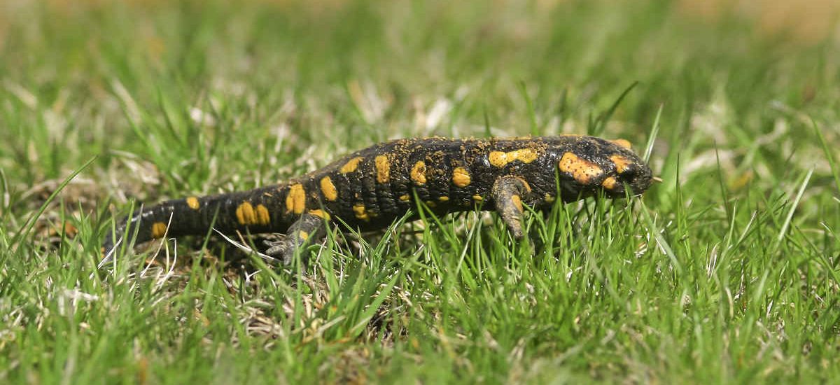 Salamandra. Pablo de la Nava